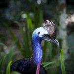 cassowary-1589159_640
