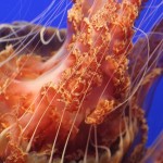 jellyfish-497525_640